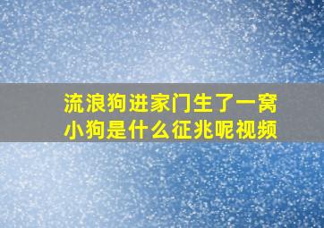 流浪狗进家门生了一窝小狗是什么征兆呢视频