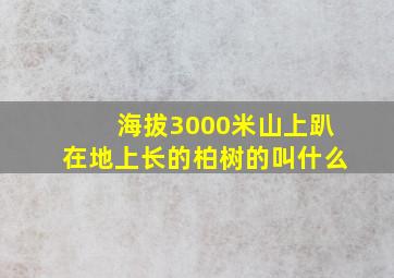 海拔3000米山上趴在地上长的柏树的叫什么