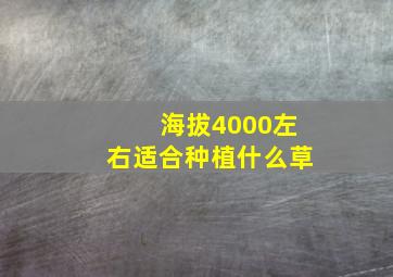 海拔4000左右适合种植什么草