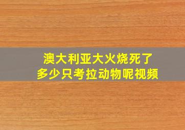 澳大利亚大火烧死了多少只考拉动物呢视频