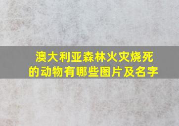 澳大利亚森林火灾烧死的动物有哪些图片及名字