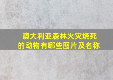 澳大利亚森林火灾烧死的动物有哪些图片及名称