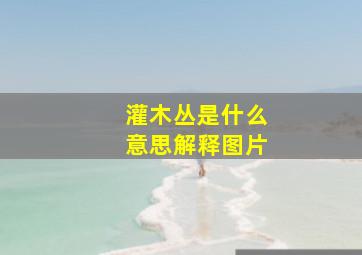 灌木丛是什么意思解释图片