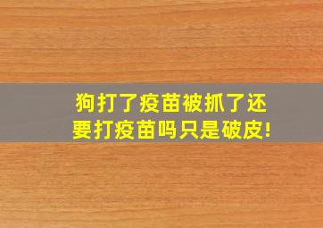 狗打了疫苗被抓了还要打疫苗吗只是破皮!