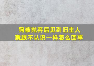 狗被抛弃后见到旧主人就跟不认识一样怎么回事