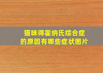 猫咪得霍纳氏综合症的原因有哪些症状图片