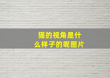 猫的视角是什么样子的呢图片