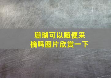 珊瑚可以随便采摘吗图片欣赏一下