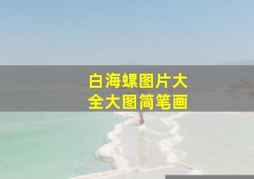 白海螺图片大全大图简笔画