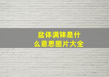 盆体满钵是什么意思图片大全