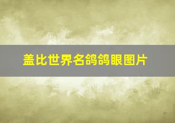 盖比世界名鸽鸽眼图片