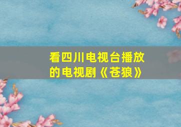 看四川电视台播放的电视剧《苍狼》