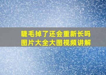 睫毛掉了还会重新长吗图片大全大图视频讲解