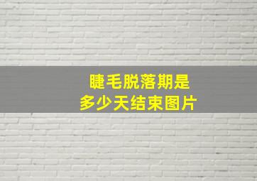 睫毛脱落期是多少天结束图片