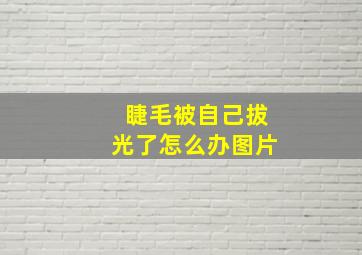 睫毛被自己拔光了怎么办图片