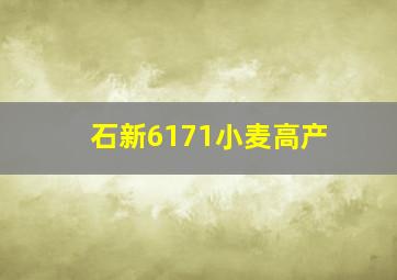 石新6171小麦高产