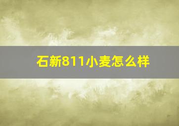 石新811小麦怎么样