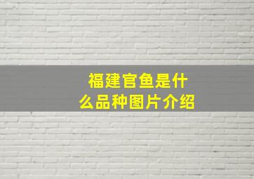 福建官鱼是什么品种图片介绍