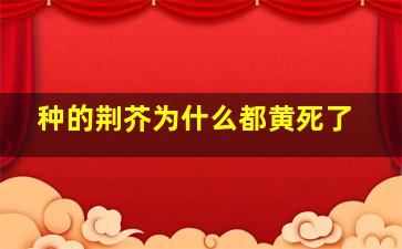 种的荆芥为什么都黄死了