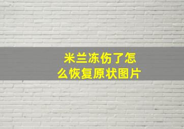 米兰冻伤了怎么恢复原状图片