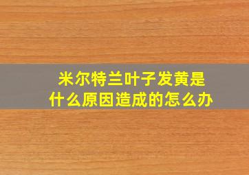 米尔特兰叶子发黄是什么原因造成的怎么办