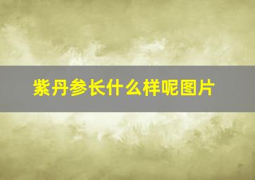 紫丹参长什么样呢图片