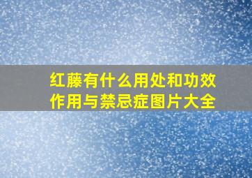 红藤有什么用处和功效作用与禁忌症图片大全