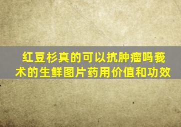 红豆杉真的可以抗肿瘤吗莪术的生鲜图片药用价值和功效