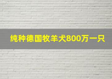 纯种德国牧羊犬800万一只