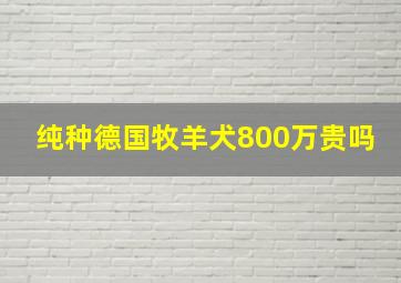 纯种德国牧羊犬800万贵吗