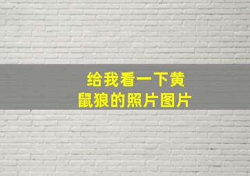 给我看一下黄鼠狼的照片图片