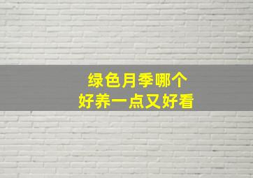 绿色月季哪个好养一点又好看