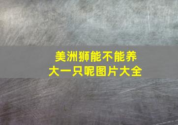 美洲狮能不能养大一只呢图片大全