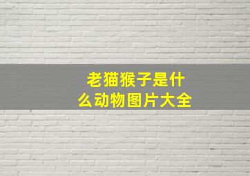 老猫猴子是什么动物图片大全