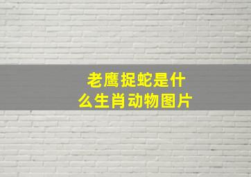 老鹰捉蛇是什么生肖动物图片