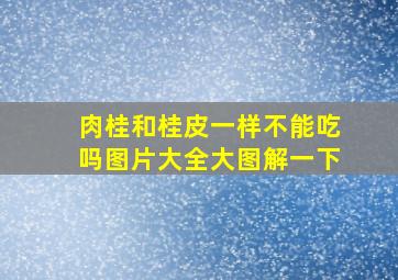 肉桂和桂皮一样不能吃吗图片大全大图解一下