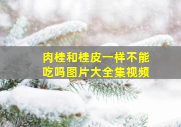 肉桂和桂皮一样不能吃吗图片大全集视频