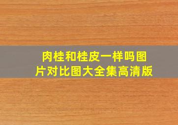 肉桂和桂皮一样吗图片对比图大全集高清版