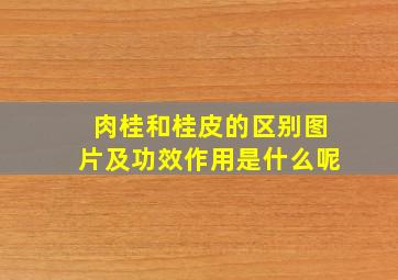 肉桂和桂皮的区别图片及功效作用是什么呢