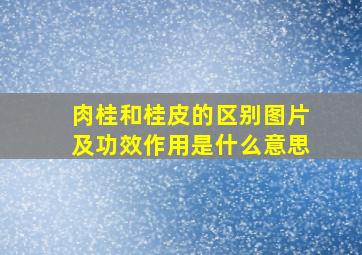 肉桂和桂皮的区别图片及功效作用是什么意思