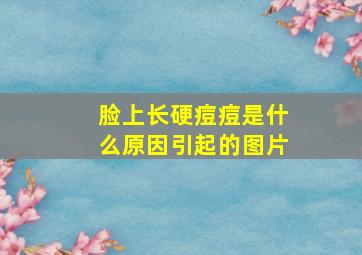 脸上长硬痘痘是什么原因引起的图片