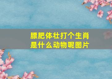 膘肥体壮打个生肖是什么动物呢图片