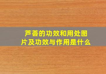 芦荟的功效和用处图片及功效与作用是什么