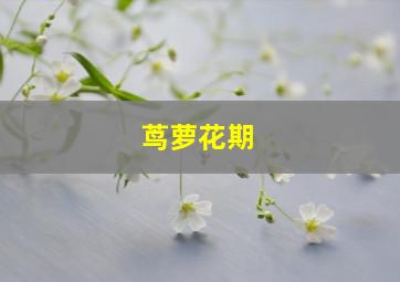 茑萝花期