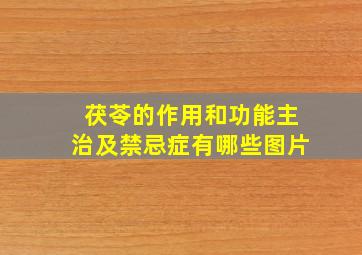 茯苓的作用和功能主治及禁忌症有哪些图片