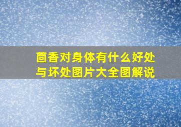 茴香对身体有什么好处与坏处图片大全图解说