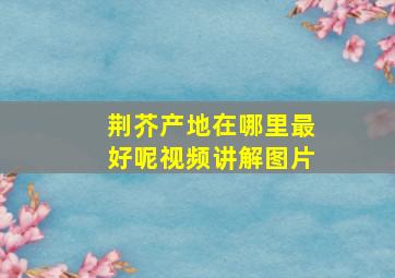 荆芥产地在哪里最好呢视频讲解图片