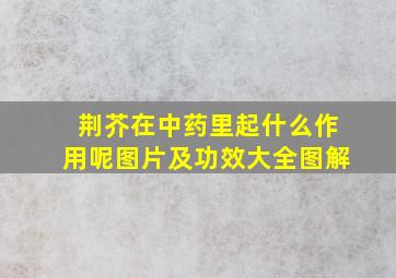 荆芥在中药里起什么作用呢图片及功效大全图解