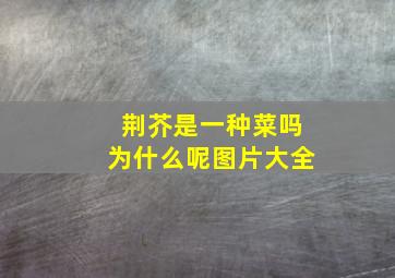 荆芥是一种菜吗为什么呢图片大全