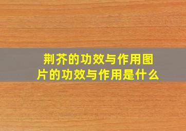 荆芥的功效与作用图片的功效与作用是什么